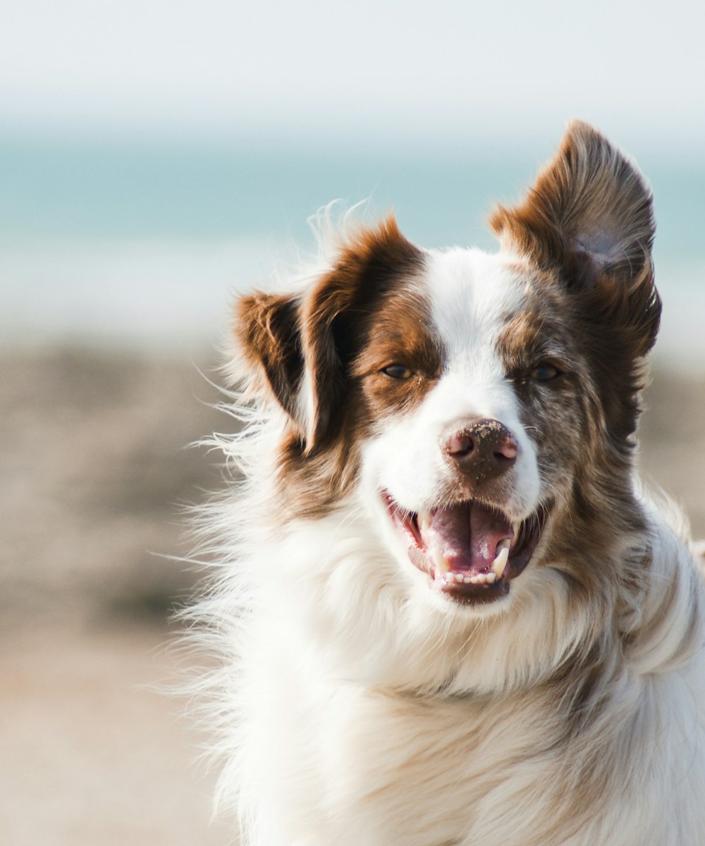 Happy pet enjoying stress-free grooming at home - Orlando Pet Care