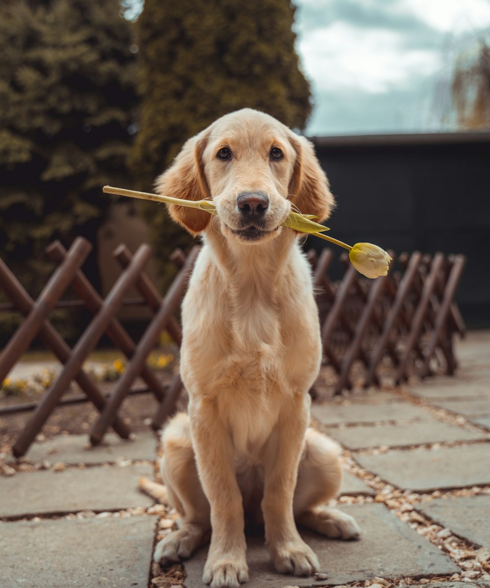 Adorable dog relaxing during professional mobile grooming session